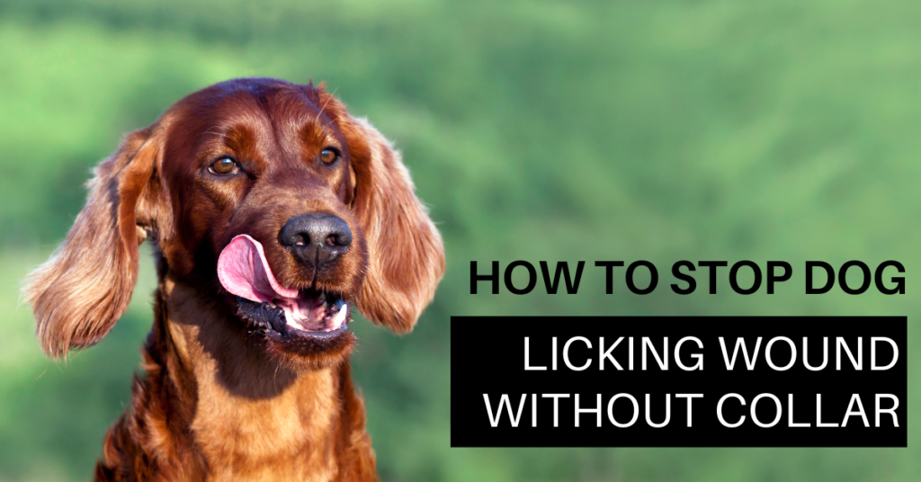 How to Stop Dogs licking their wounds without Collar