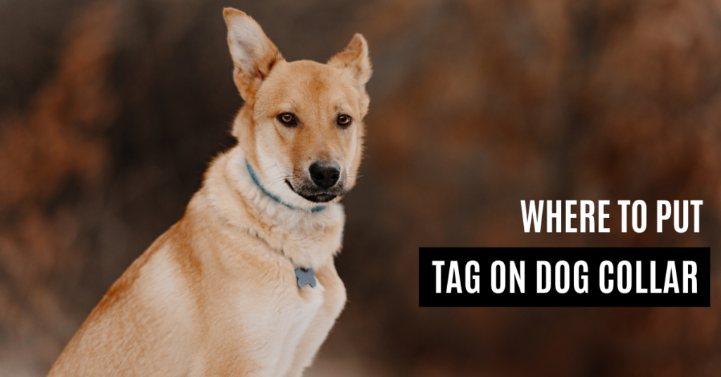 Where to put tag on dog collar