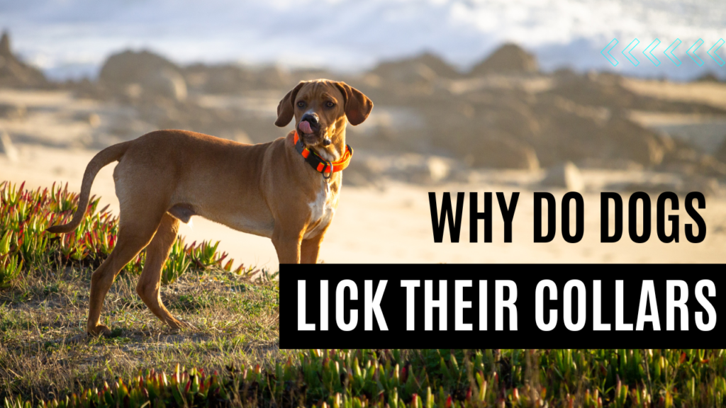 Why do dogs lick their collars dog Care Idea