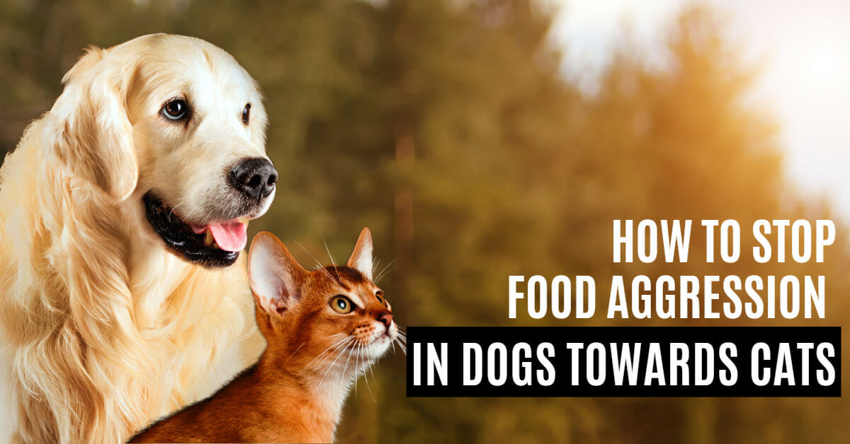 How To Stop Food Aggression In Dogs Towards Guide
