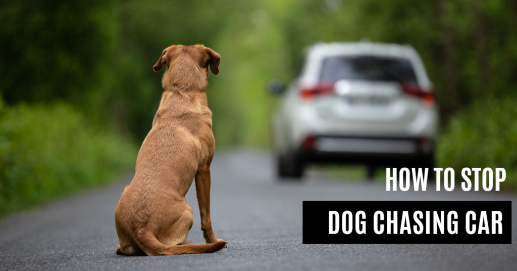 How to Stop Dog Chasing car