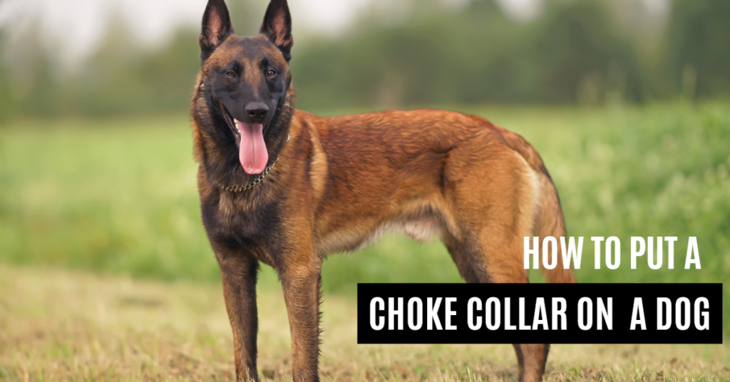 How to pUt a choke collar on a dog