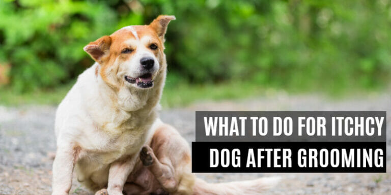 what-to-do-for-itchy-dog-after-grooming-the-ultimate-guide-dogcare-idea