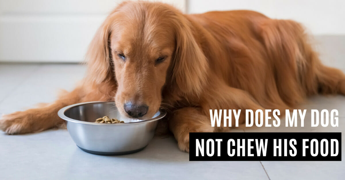 Why Does My Dog Not Chew His Food The Ultimate Guide Dogcare Idea