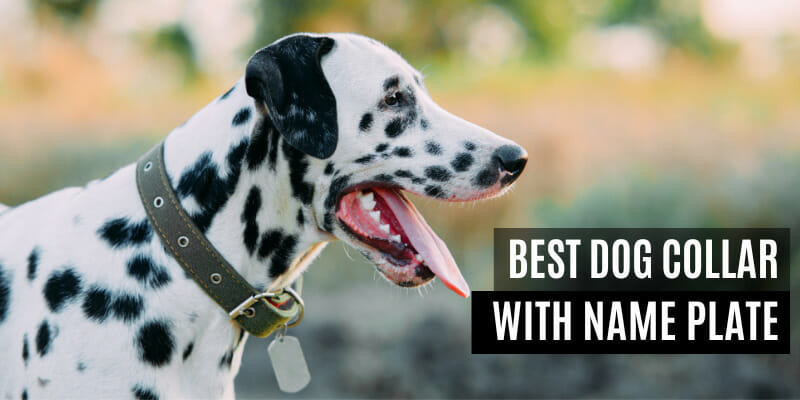 Best Dog Collar with name Plate