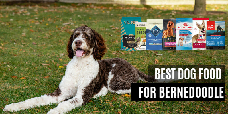 Best Dog Food for Bernedoodle