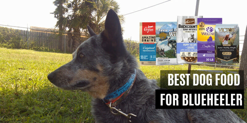 Best Dog Food for Blueheeler