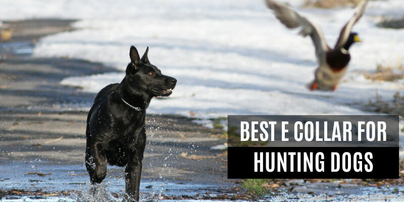 Best E Collar For Hunting Dogs