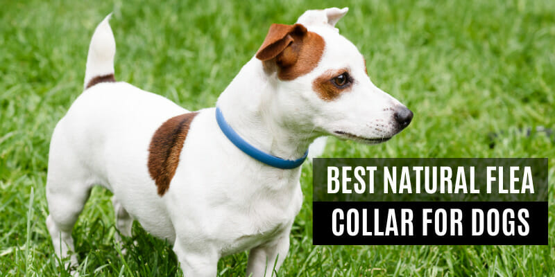 Best Natural Flea Collar for Dogs
