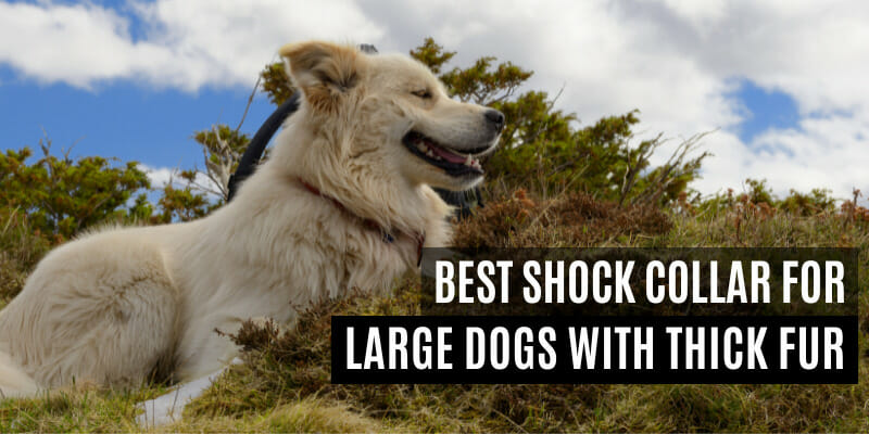 Best Shock Collar for Large dogs with thick fur